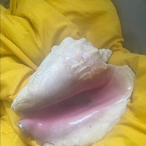 Large Pink and White Conch Shell